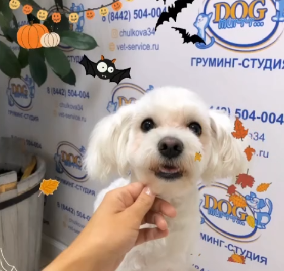 ГРУМИНГ КУРСЫ