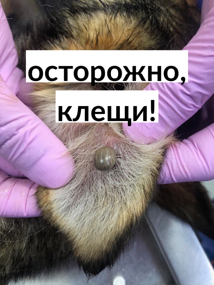 Осторожно клещи!
