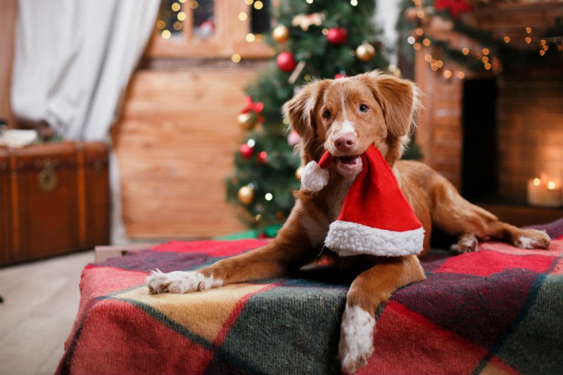 С НОВЫМ ГОДОМ!