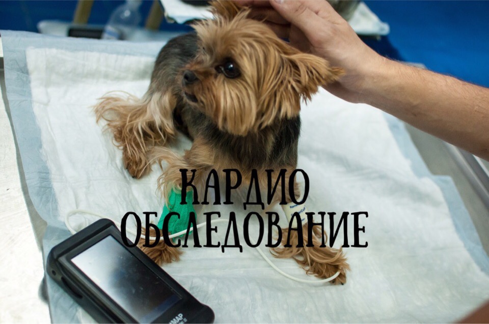 Полное кардиологическое обследование