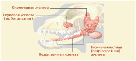 Клинический случай сиалолитиаза у собаки.