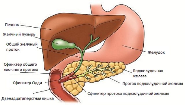Триадит кошек