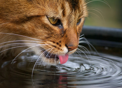 Воды Котам…