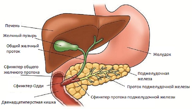 рис 1.jpg рис 1.jpg