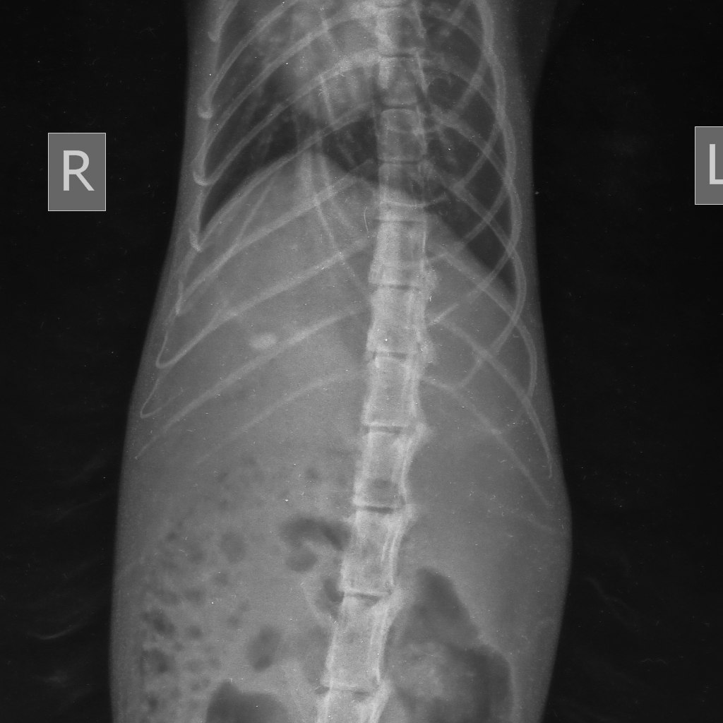 ренттен рис 2.jpeg ренттен рис 2.jpeg